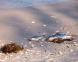 Fish impacted by red tide wash up in Florida. 